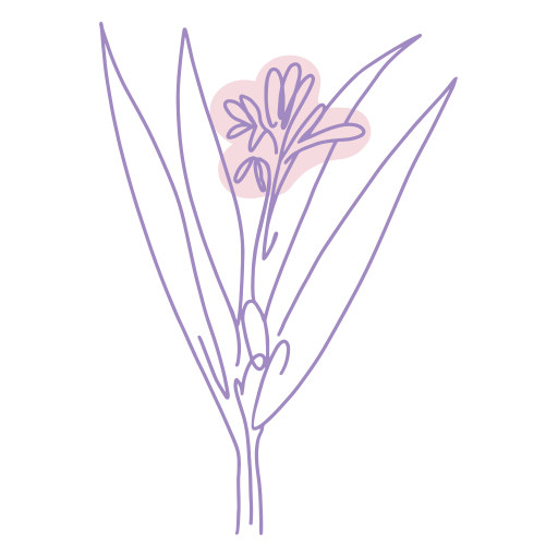 Illustration de la feuille d&rsquo;Alpinia galanga